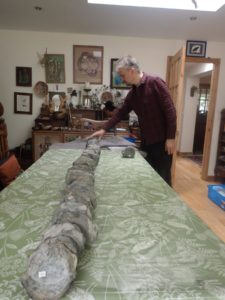 Nigel Larkin conservator laying out the Pliosaur vertebrae